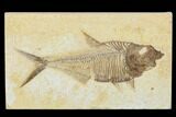 Detailed, Fossil Fish (Diplomystus) - Wyoming #113292-1